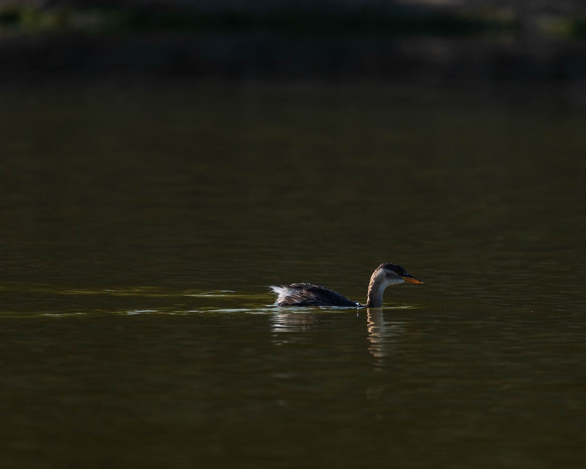 Little Grebe - ML612738388