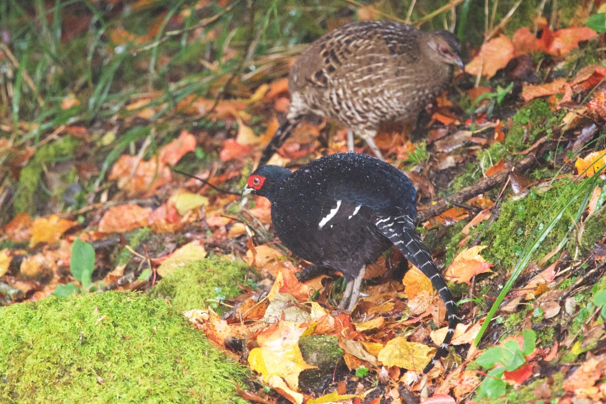 Mikado Pheasant - ML612738486