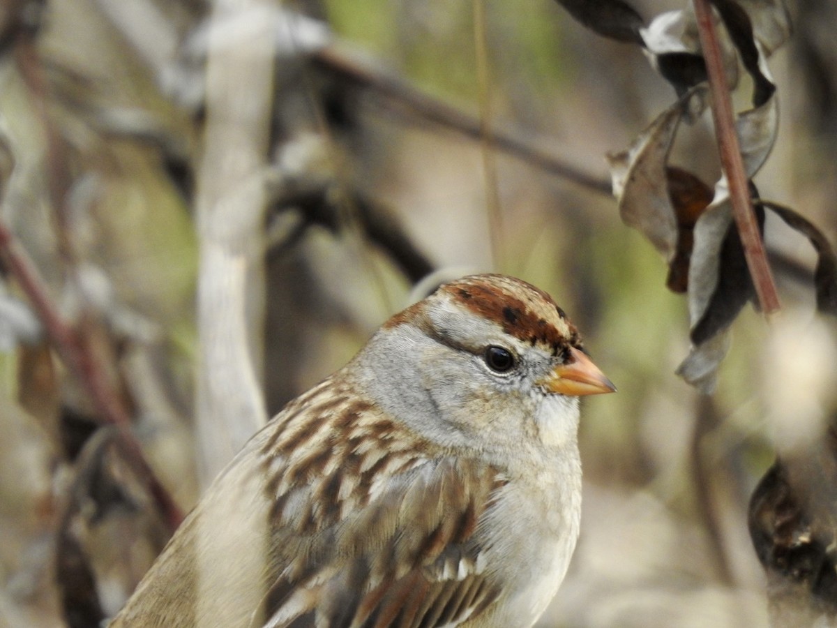 Golden-crowned Sparrow - ML612738507