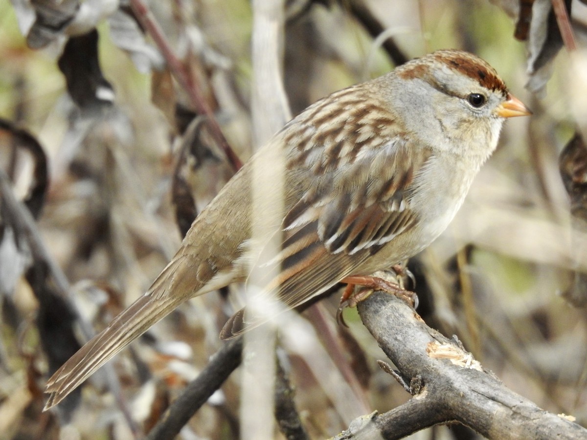 Golden-crowned Sparrow - ML612738508