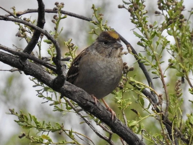 Golden-crowned Sparrow - ML612738509