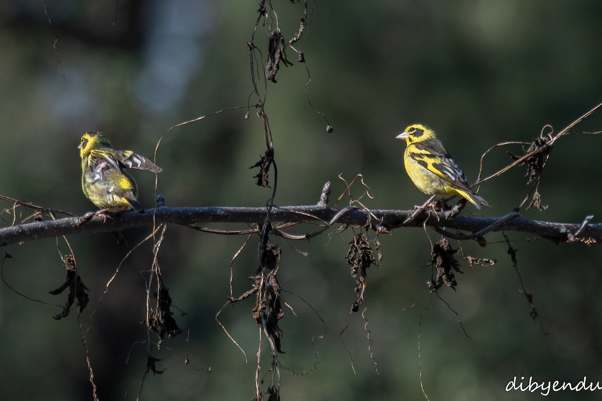 Yellow-breasted Greenfinch - Dibyendu Paul
