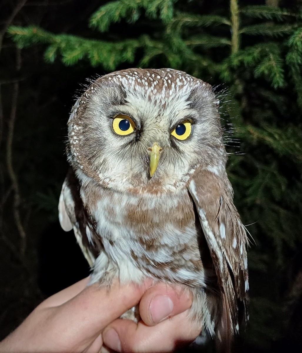 Boreal Owl - ML612738541
