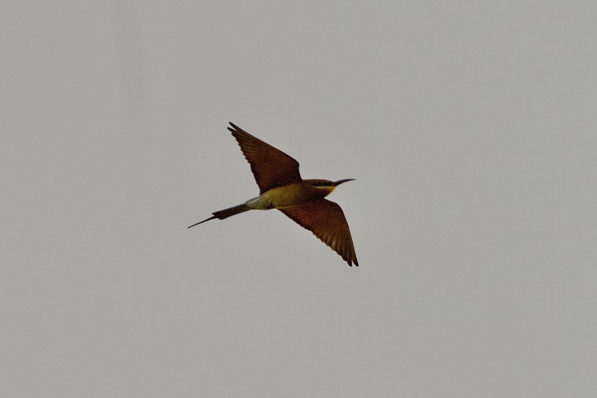 Blue-tailed Bee-eater - ML612738550