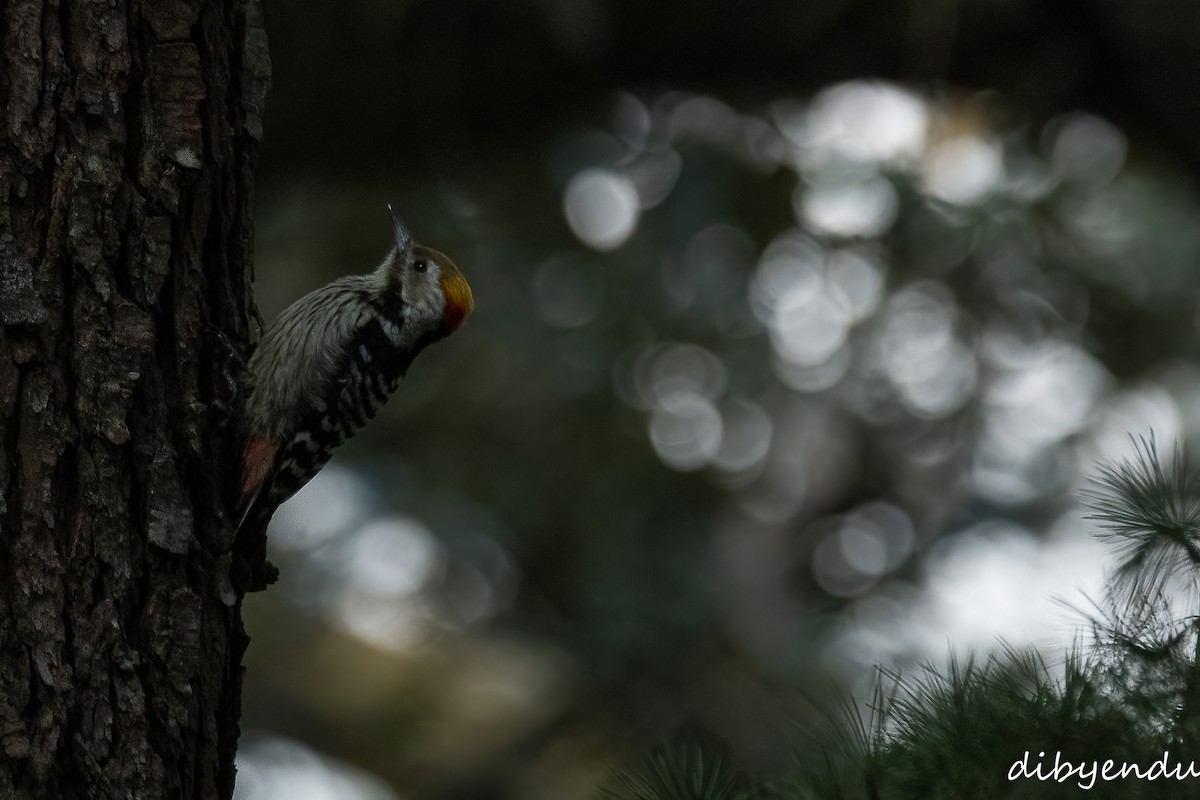 Brown-fronted Woodpecker - Dibyendu Paul