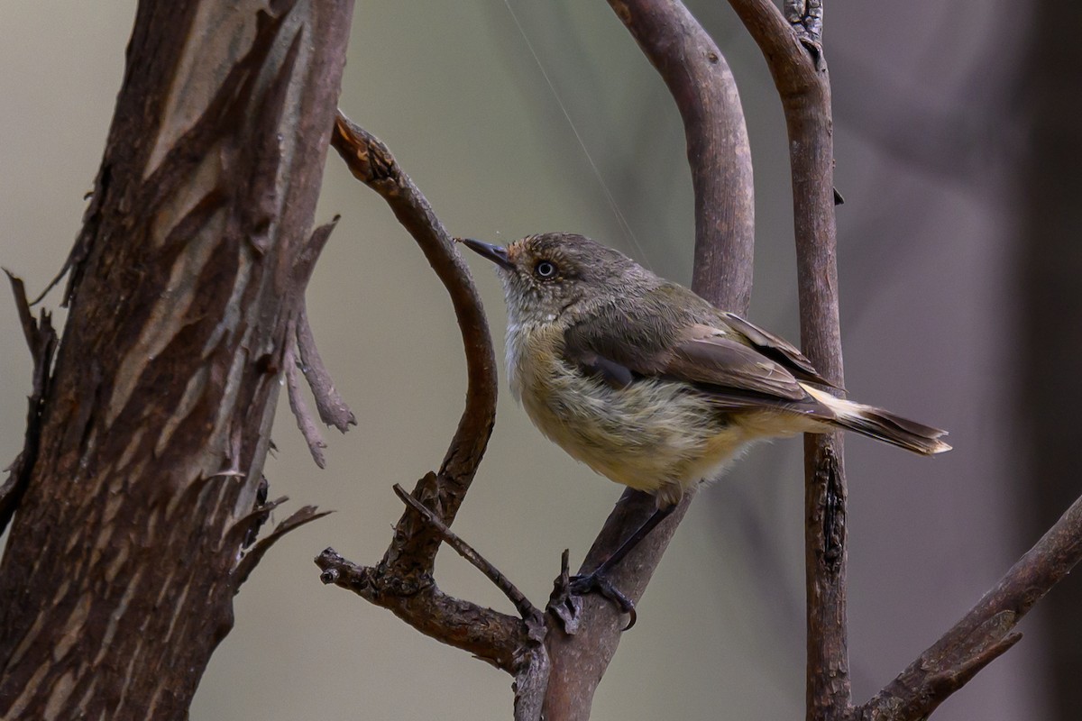 Buff-rumped Thornbill - ML612738780