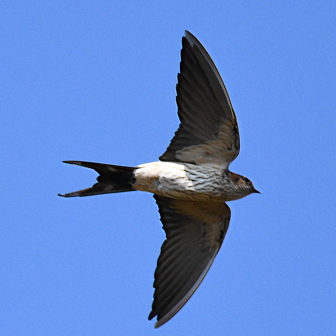 Red-rumped Swallow - ML612738784