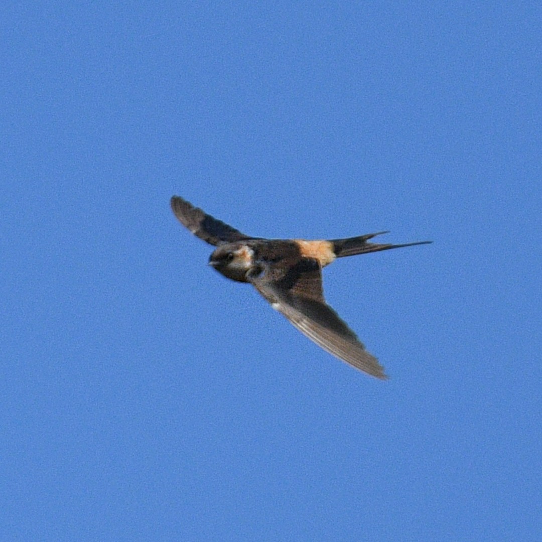 Red-rumped Swallow - ML612738788