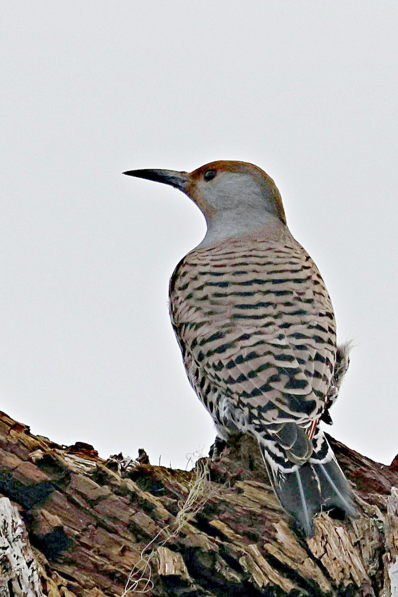 Northern Flicker - ML612738792