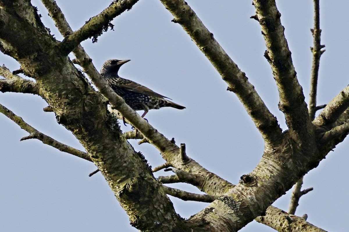 European Starling - ML612738807