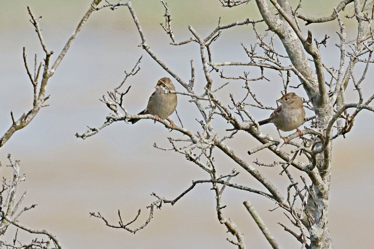 Golden-crowned Sparrow - Brad Kremer