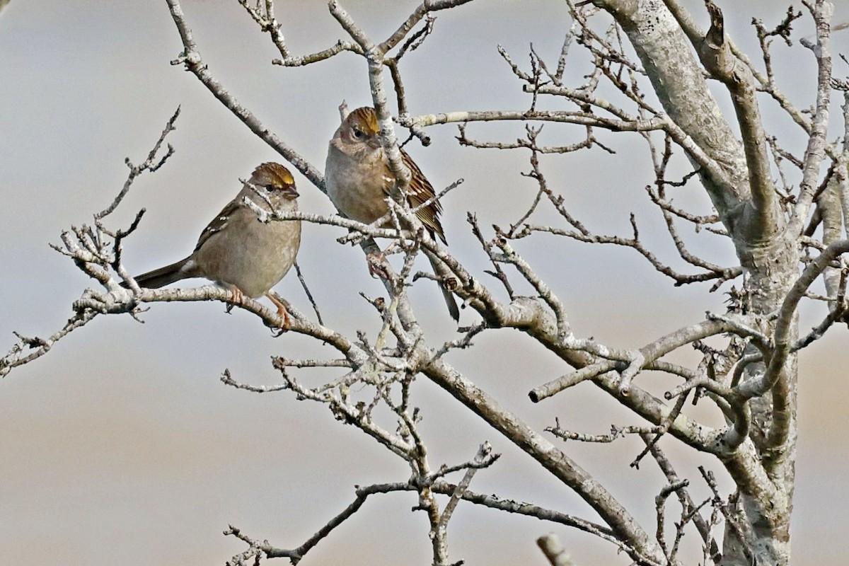 Bruant à couronne dorée - ML612738854