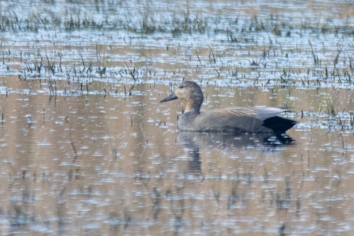Gadwall - YILMAZ TANIYICI