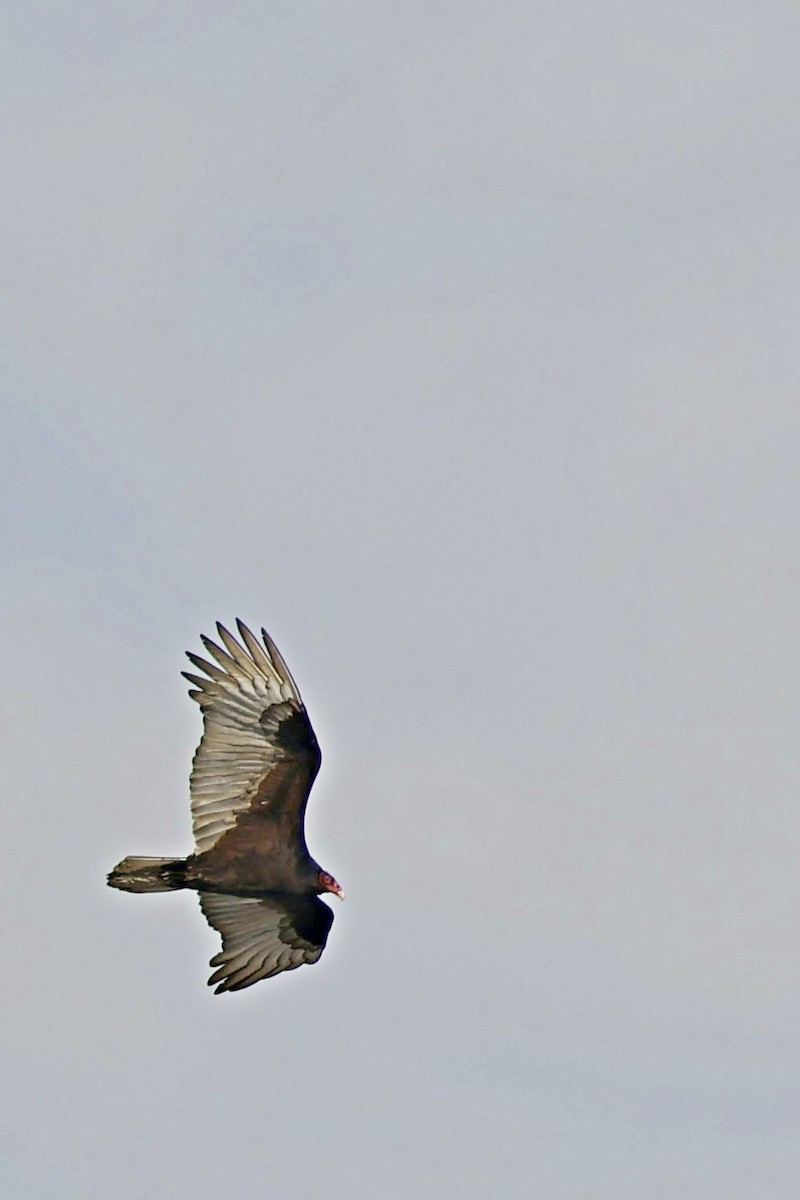 Turkey Vulture - Brad Kremer
