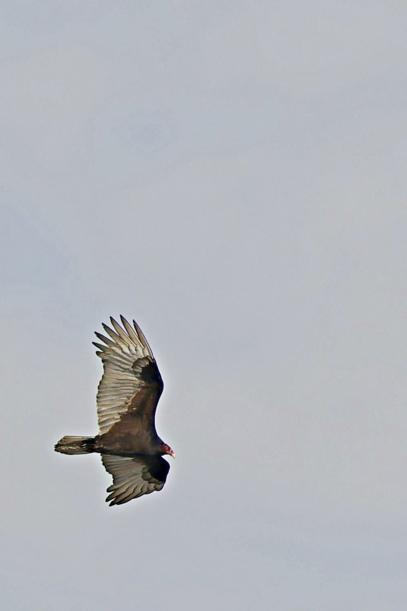 Turkey Vulture - ML612738873