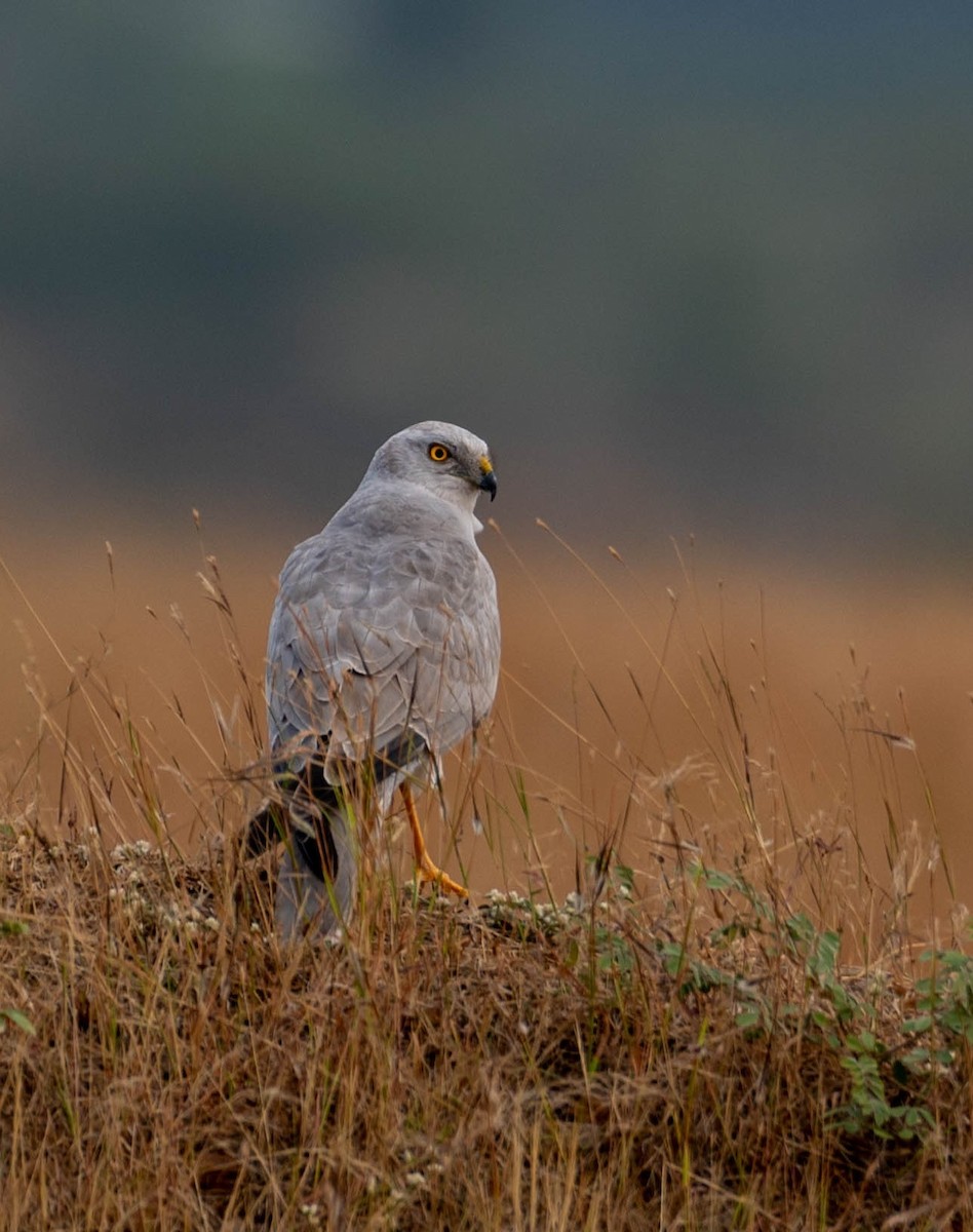 Pallid Harrier - ML612738885