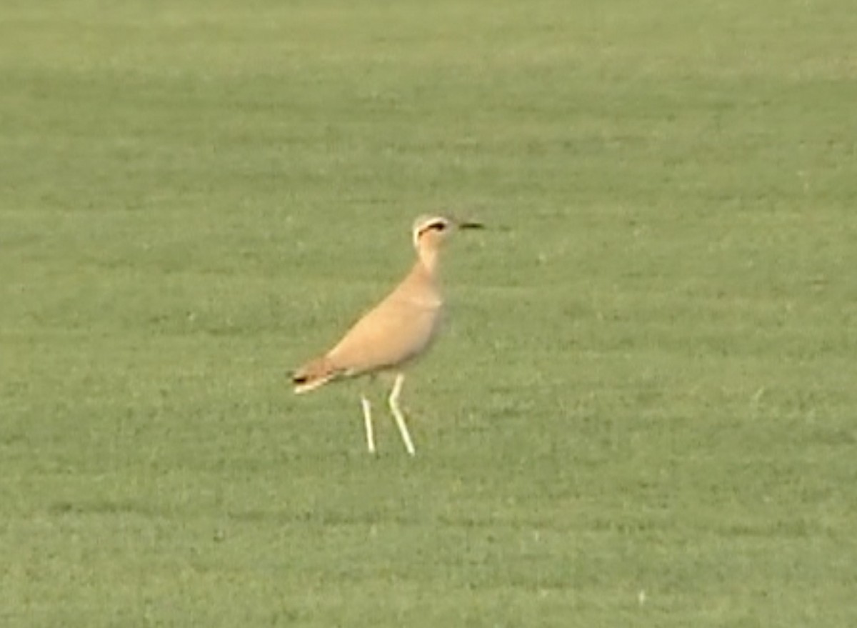 Cream-colored Courser - ML612738890