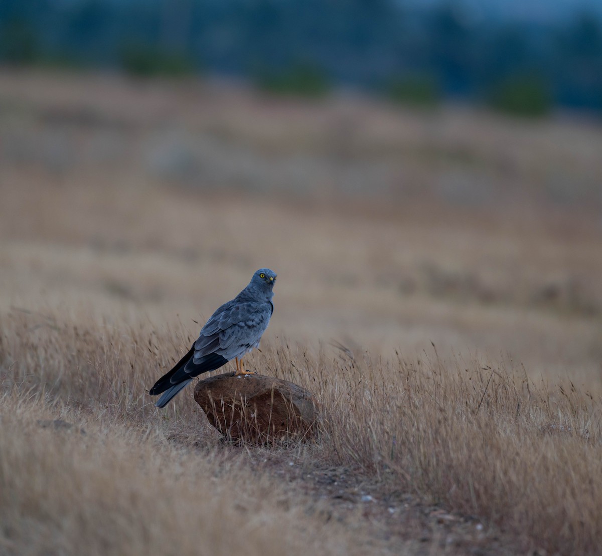 Montagu's Harrier - Sunitha Roshan