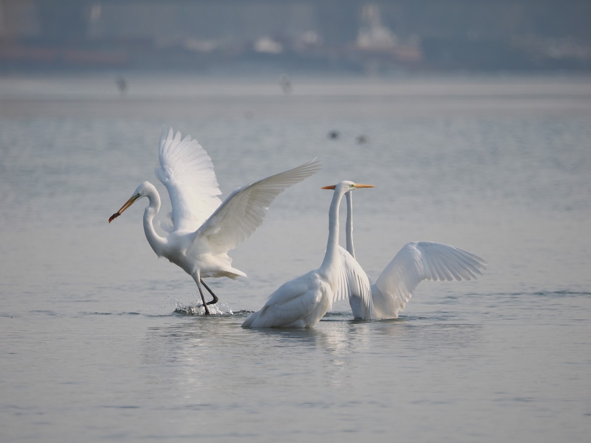 Great Egret - ML612738896