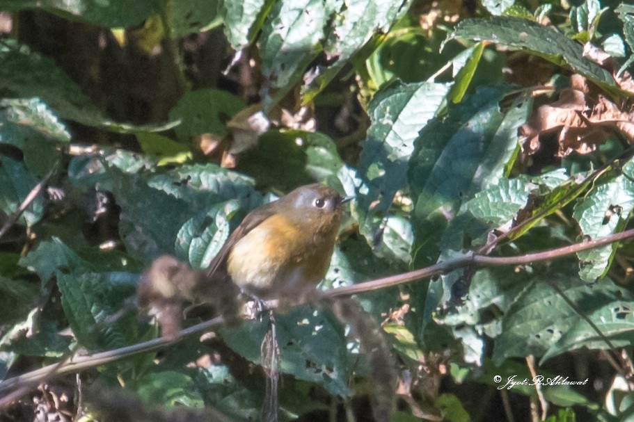 Rufous-breasted Bush-Robin - ML612738951