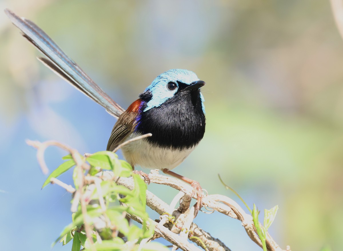 Variegated Fairywren - Andy Gee