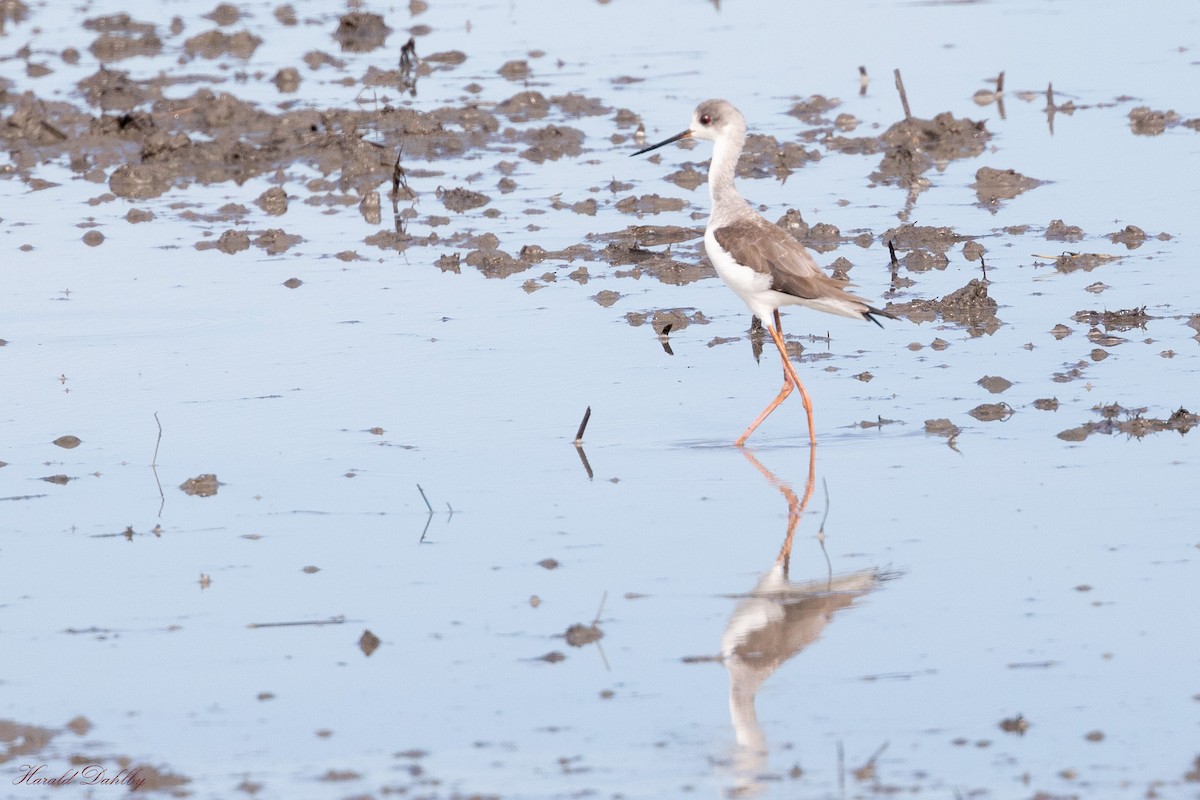 Black-winged Stilt - ML612739046