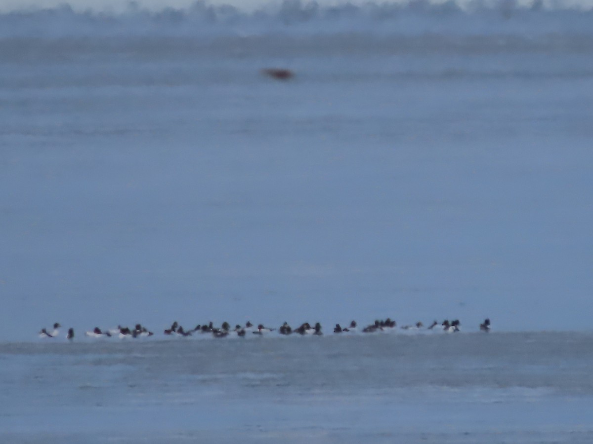 Common Goldeneye - ML612739057