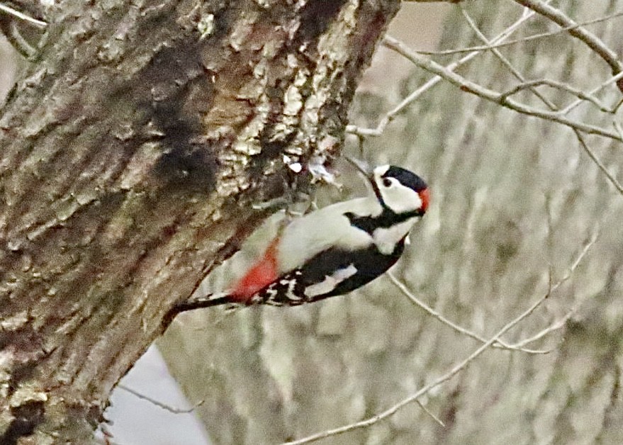 Great Spotted Woodpecker - Nick A. Komar Jr.