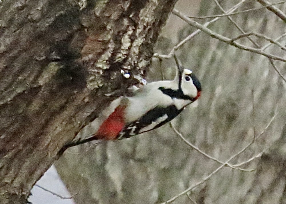 Great Spotted Woodpecker - Nick A. Komar Jr.