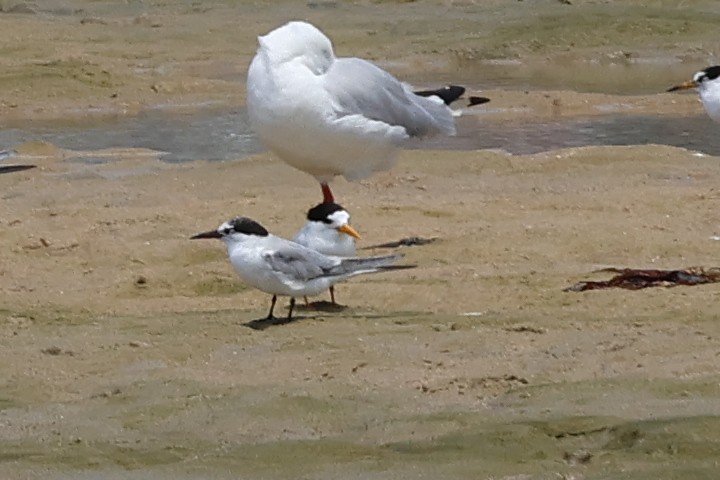 Australian Fairy Tern - ML612739235