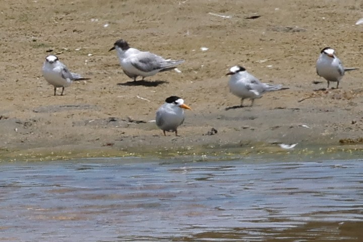 Australian Fairy Tern - ML612739236