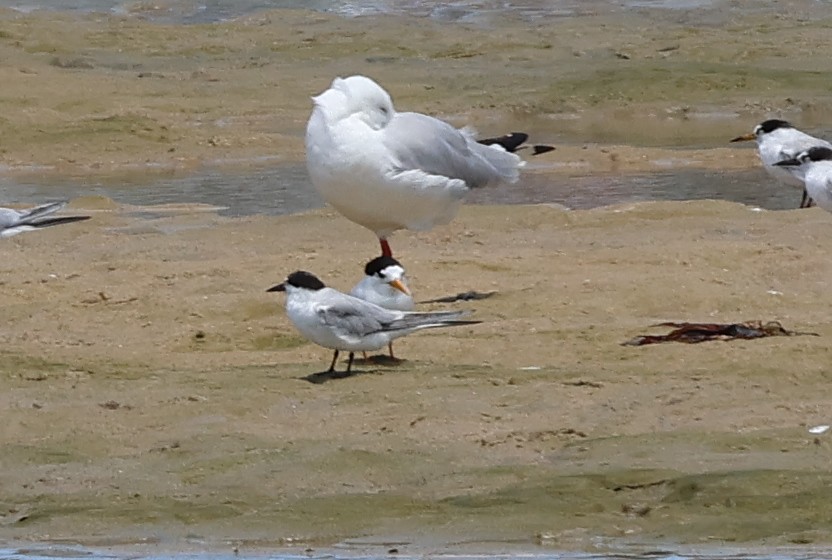 Australian Fairy Tern - ML612739238