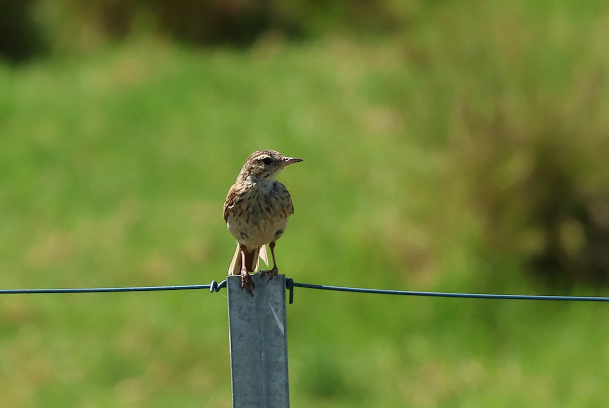 Australian Pipit - Paul Rowan