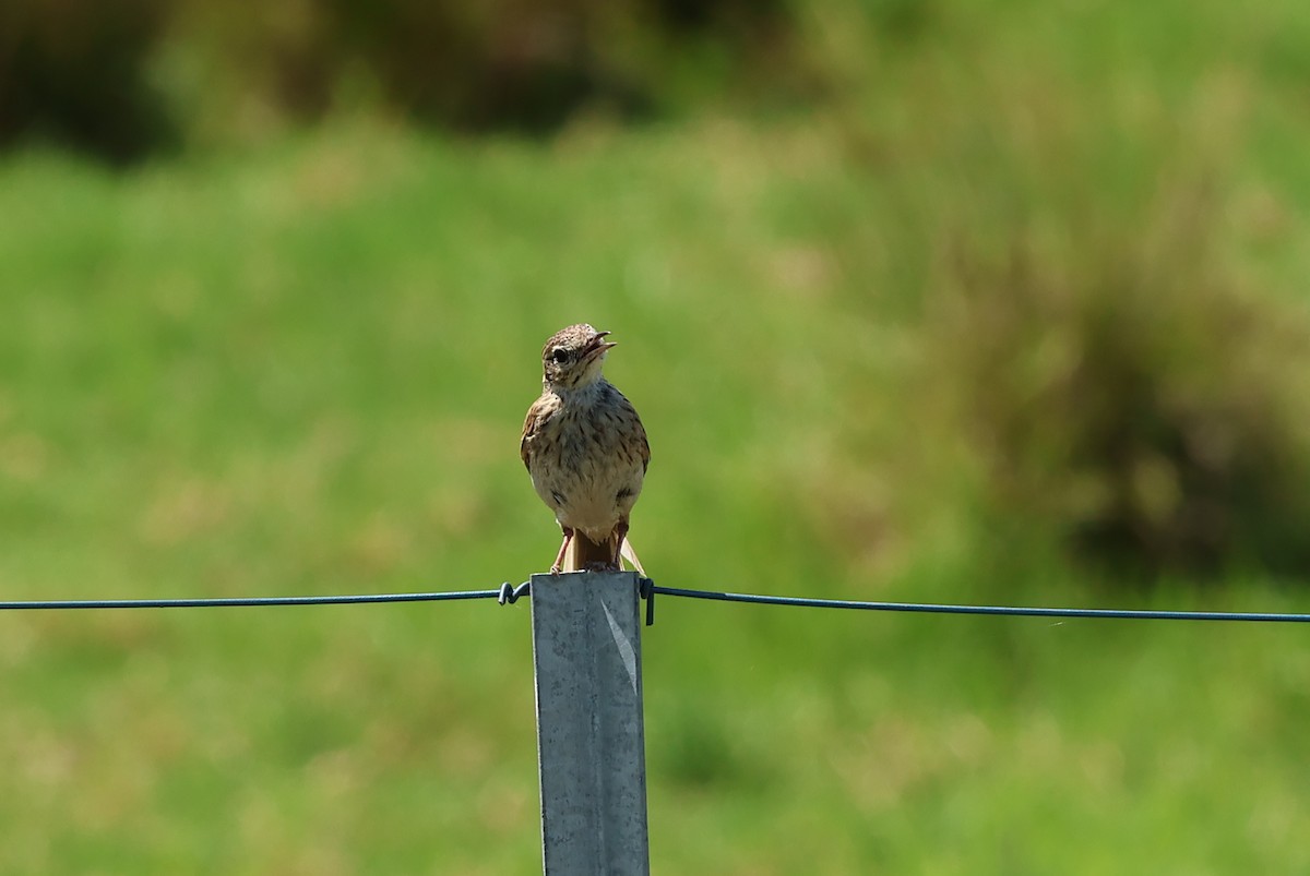 Australian Pipit - Paul Rowan