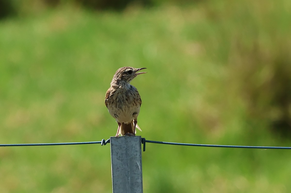 Australian Pipit - ML612739303