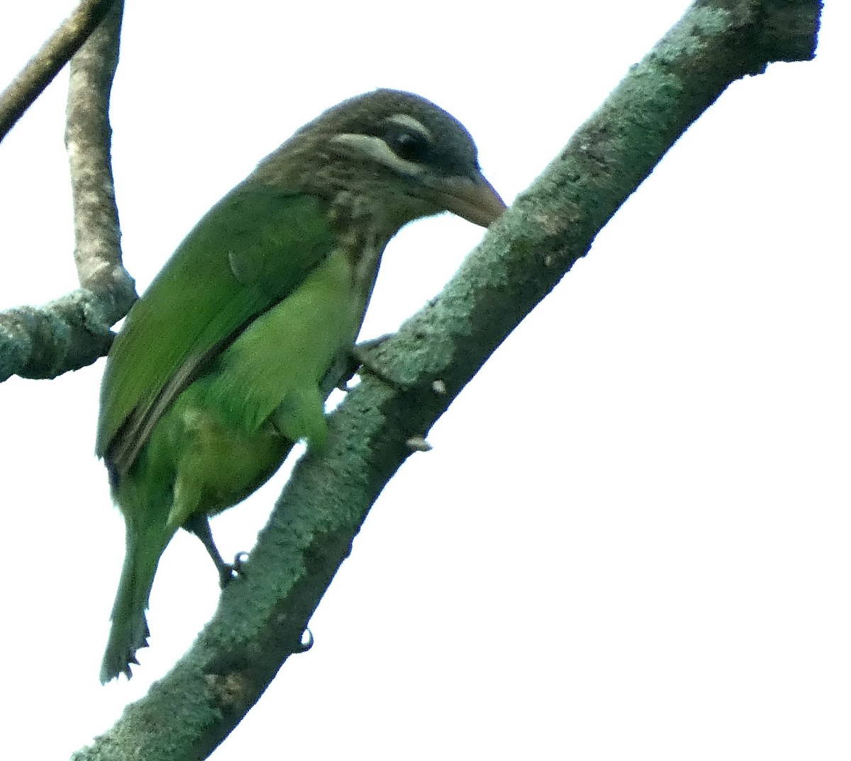 barbet bělolící - ML612739381