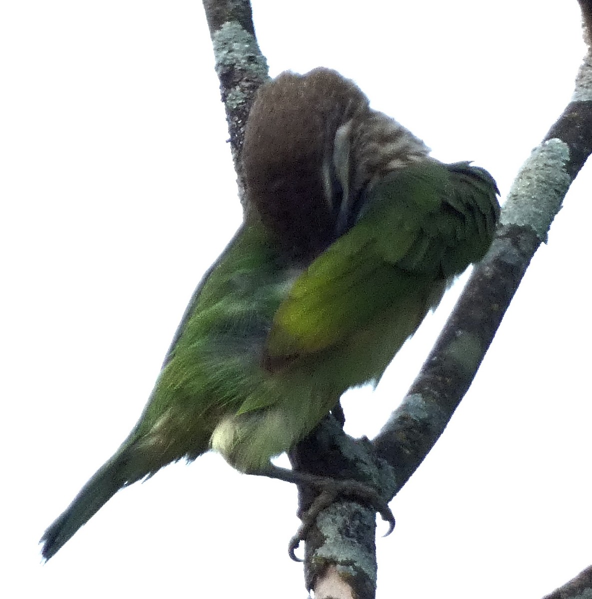 barbet bělolící - ML612739382