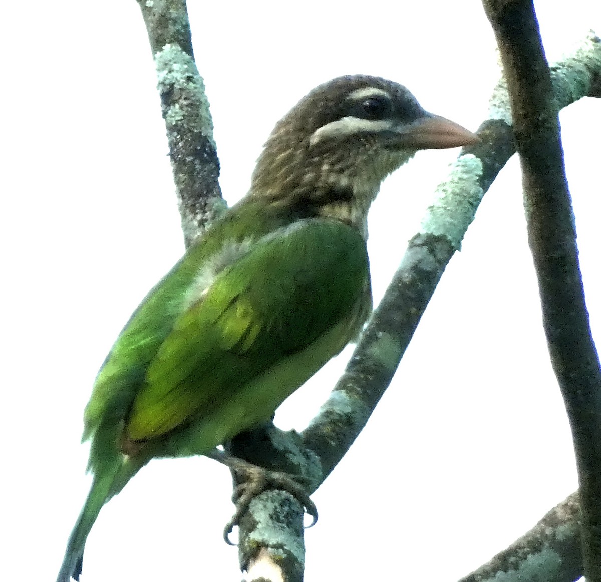 barbet bělolící - ML612739383