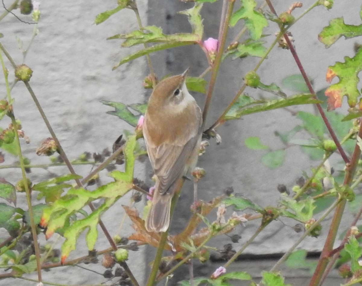 Booted/Sykes's Warbler - ML612739478