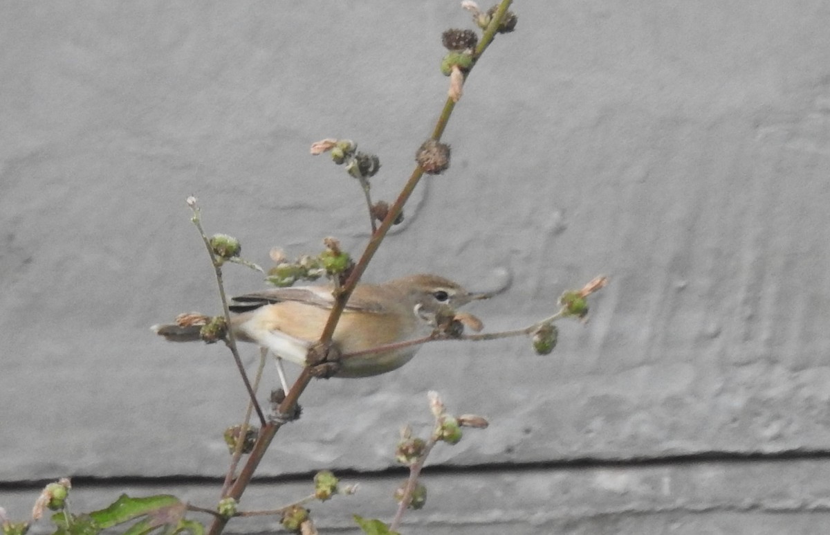 Booted/Sykes's Warbler - ML612739479