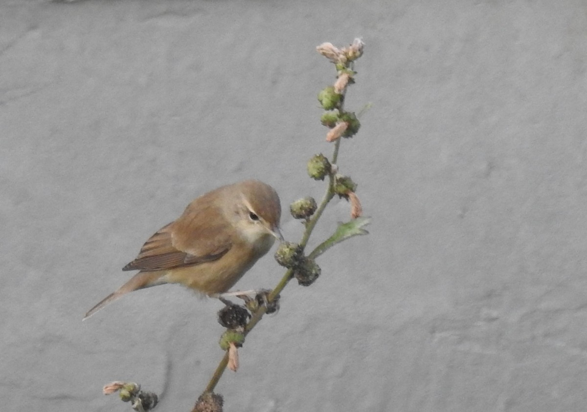 Booted/Sykes's Warbler - ML612739480