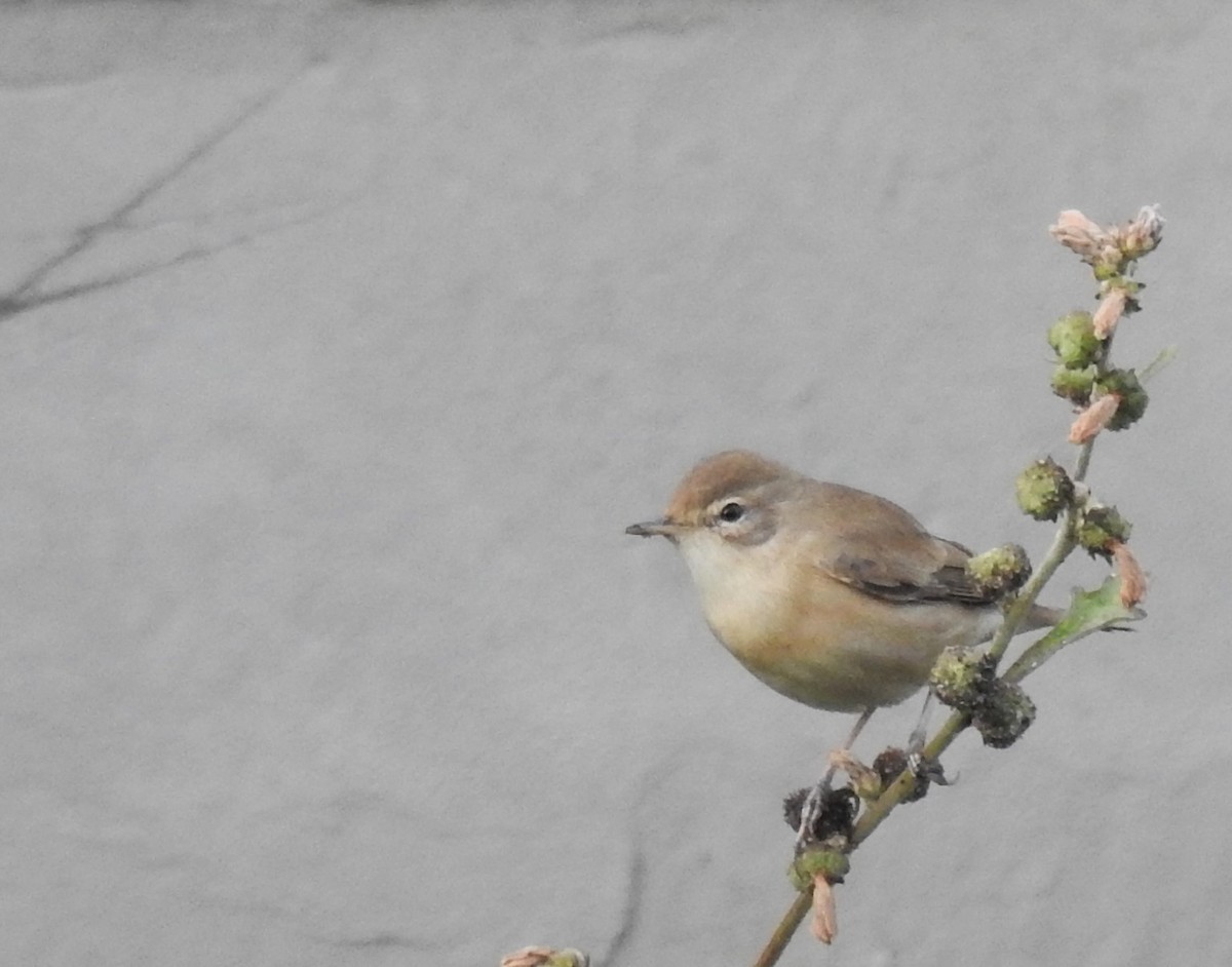 Booted/Sykes's Warbler - ML612739481