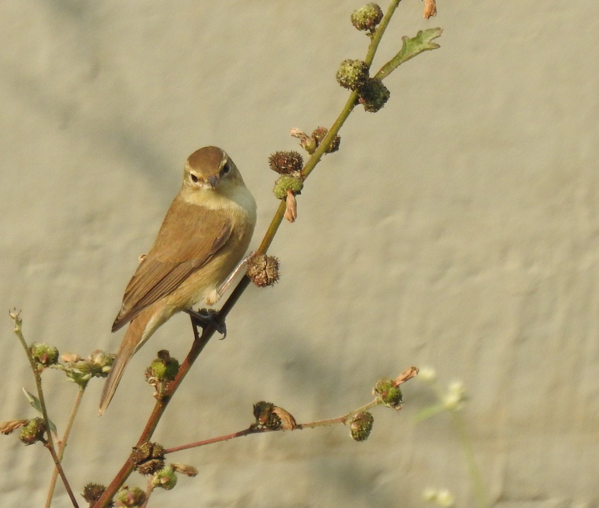 Booted/Sykes's Warbler - ML612739482