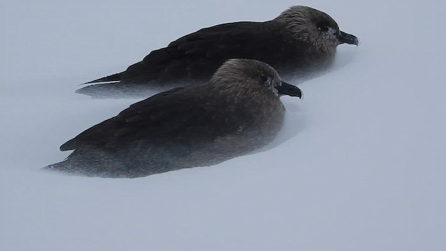 South Polar Skua - ML612739551