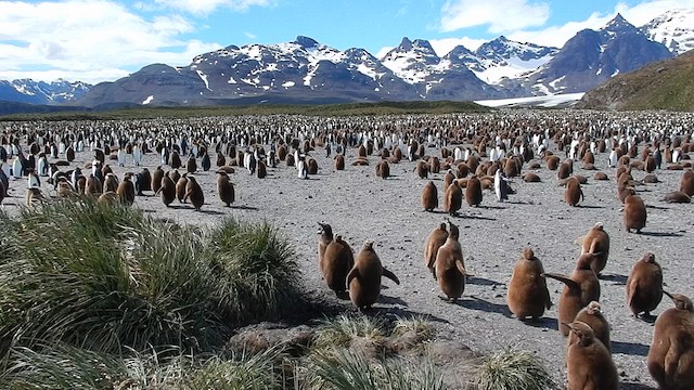 King Penguin - ML612739591