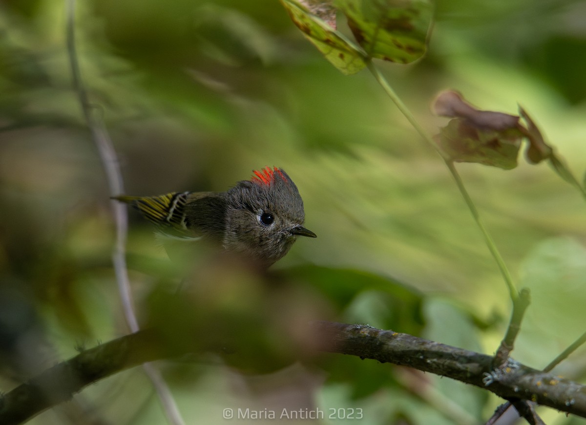 Ruby-crowned Kinglet - ML612739596