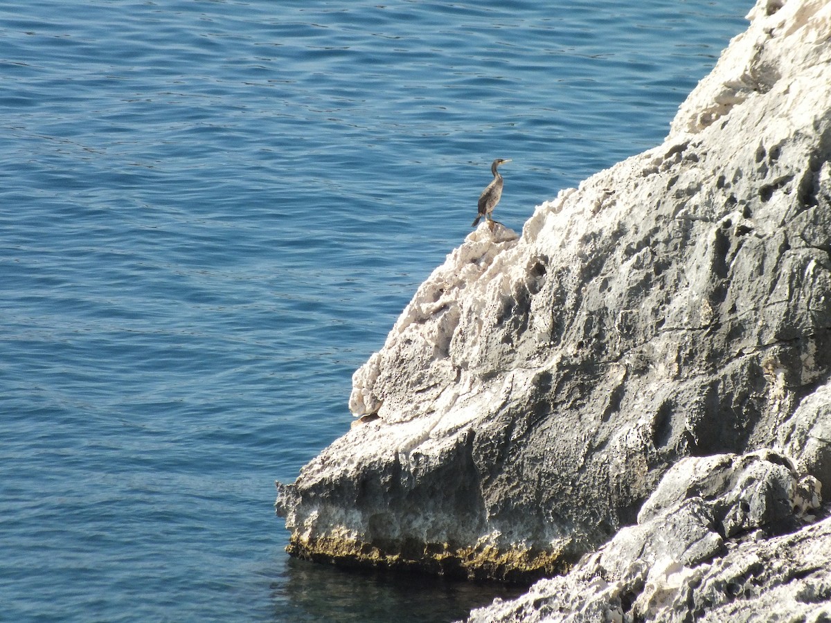 Great Cormorant - ML61273961