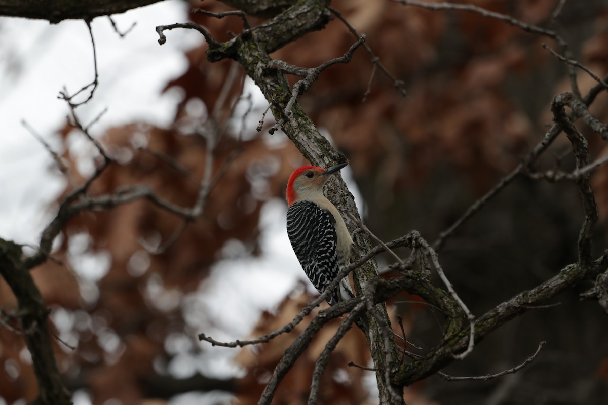 Red-bellied Woodpecker - ML612739610