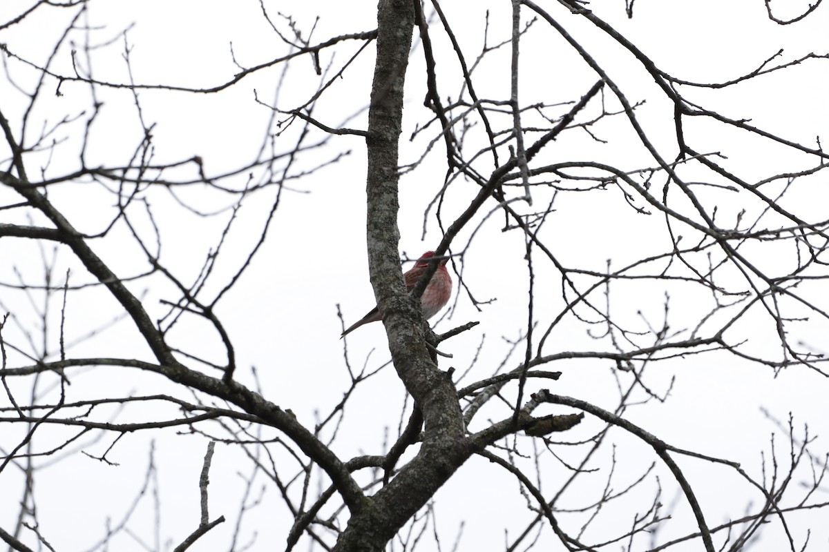 House Finch - ML612739617