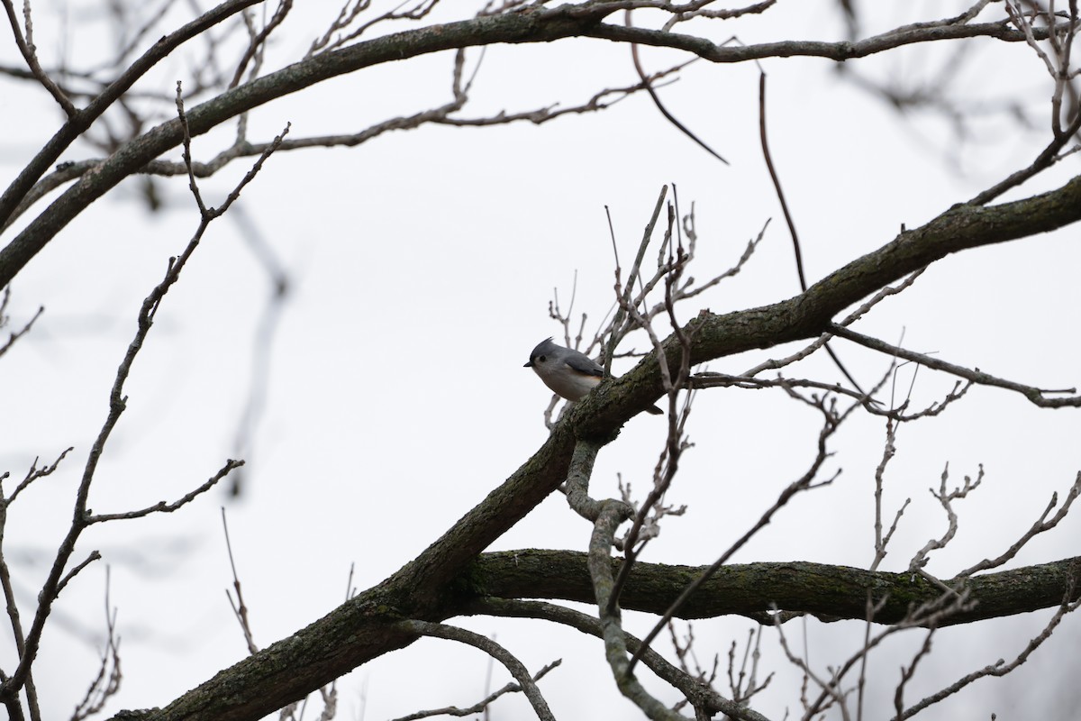 Tufted Titmouse - ML612739622